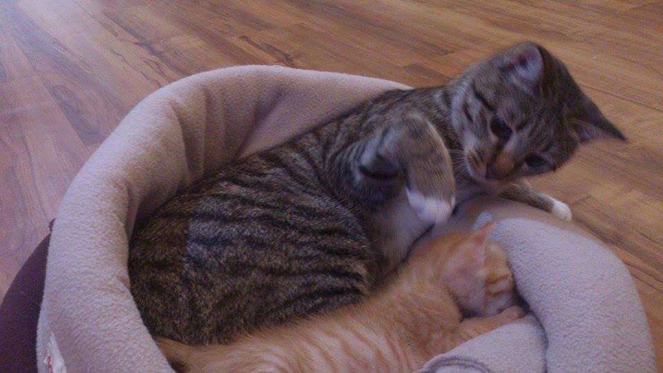 10447668_10152108421137001_3037333493768212473_n (1)