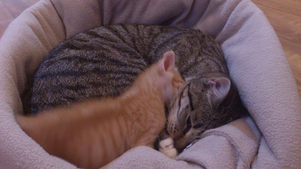 10339569_10152108420387001_5464979890854339216_n