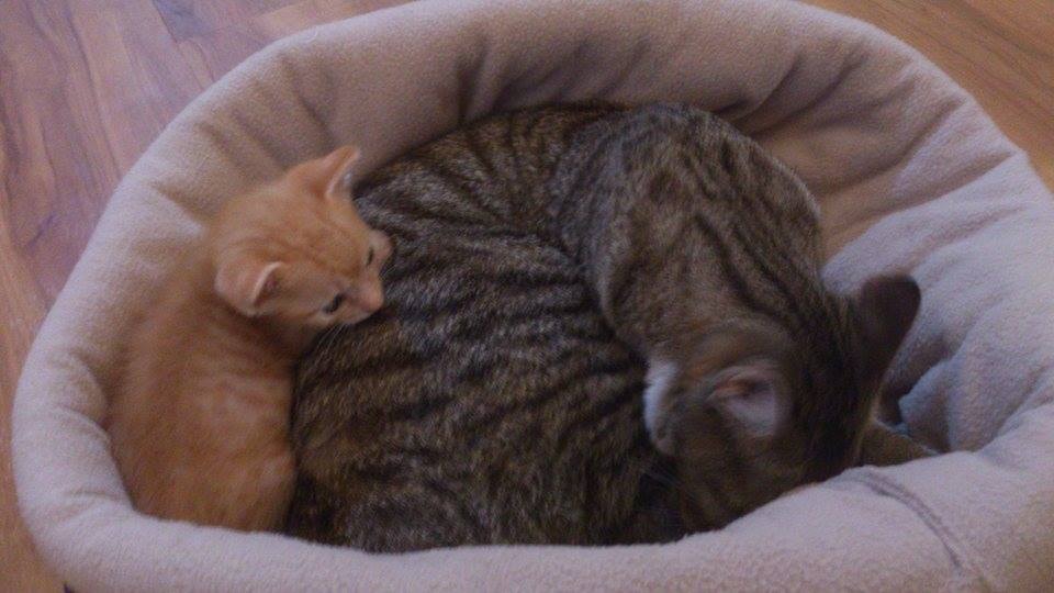 10451705_10152108420482001_956710757325152968_n