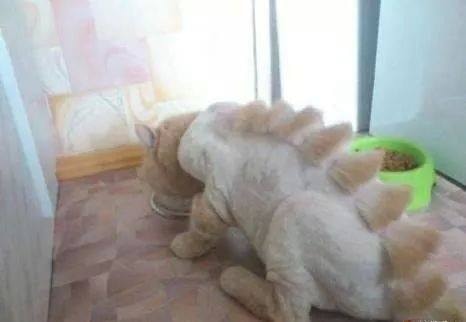 10349223_10202023381845968_1367345147073258315_n