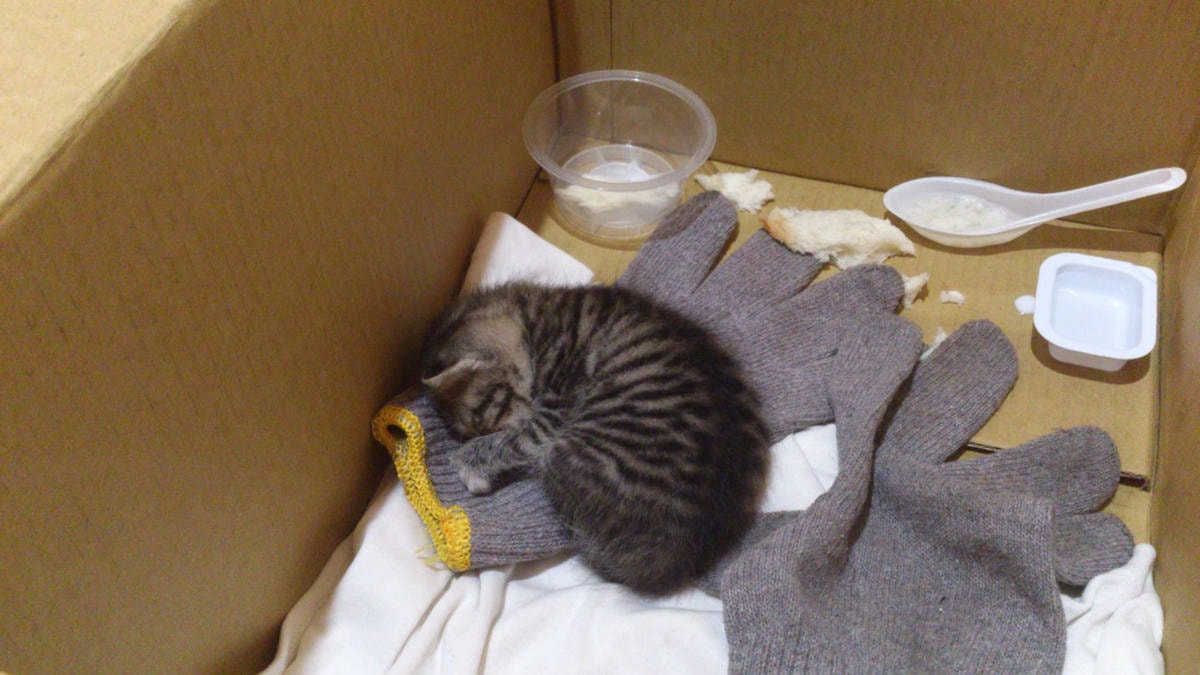 1147621_10151656268777001_17294336_o