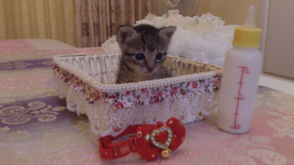 1398165_216438591857370_1470570824_o