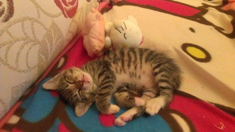 1460989_721177701227098_868571671_n