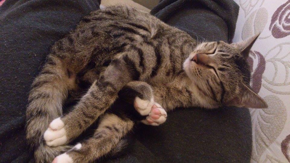 1526454_10152052229982001_1200795351424366474_n