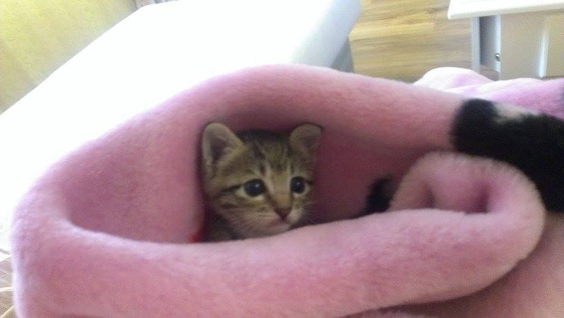 1463138_721177744560427_2066572656_n