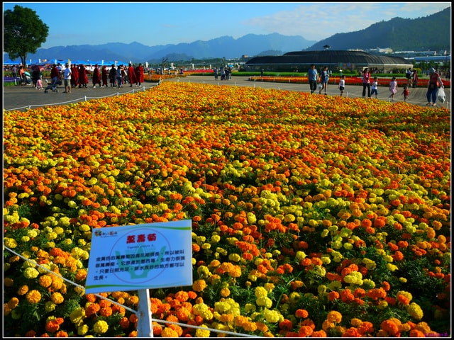 連續假期part6【台中】 新社花毯節&私房景點~情人橋 - 第13張圖