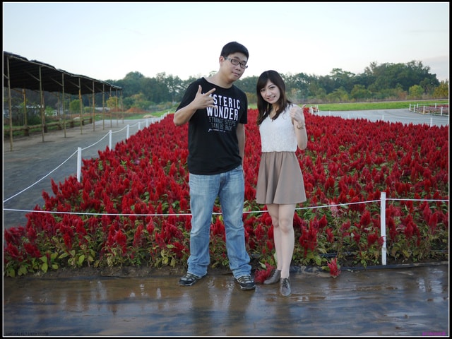 連續假期part6【台中】 新社花毯節&私房景點~情人橋 - 第36張圖