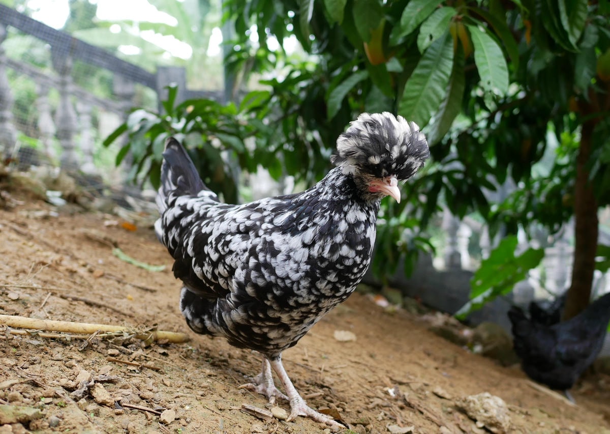 P1270918.JPG P1270918.JPG