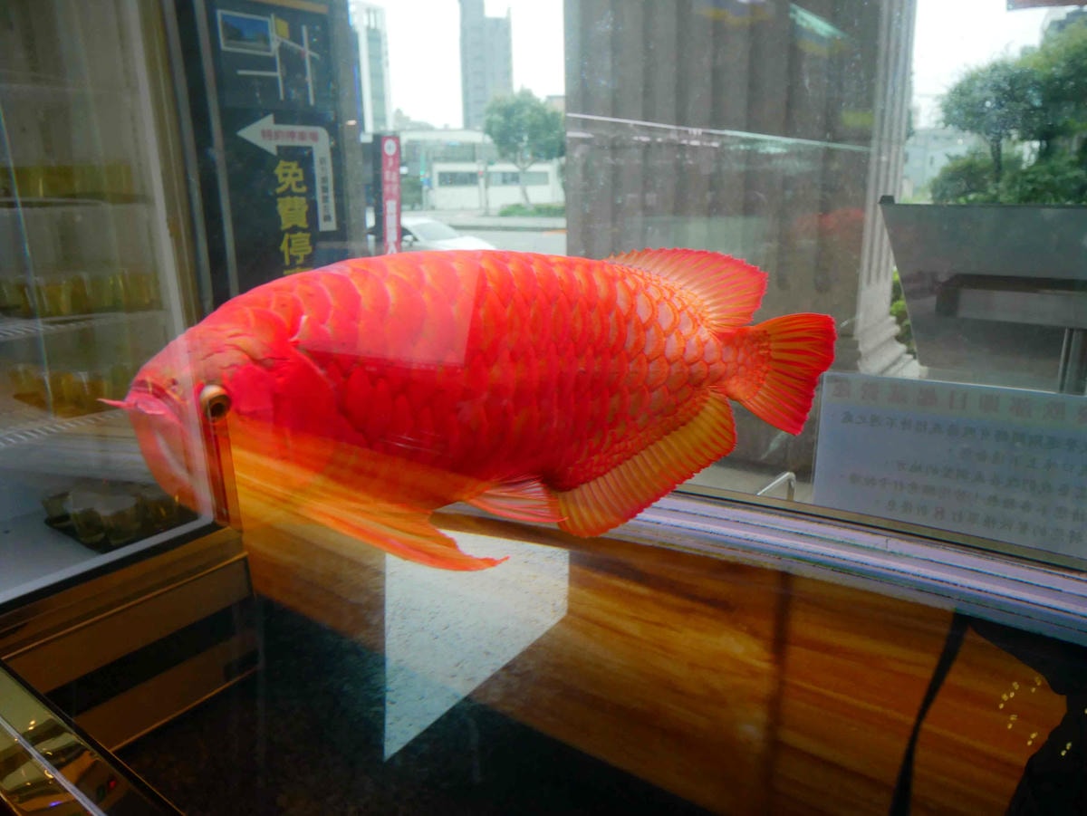 P1500735 - 複製.JPG