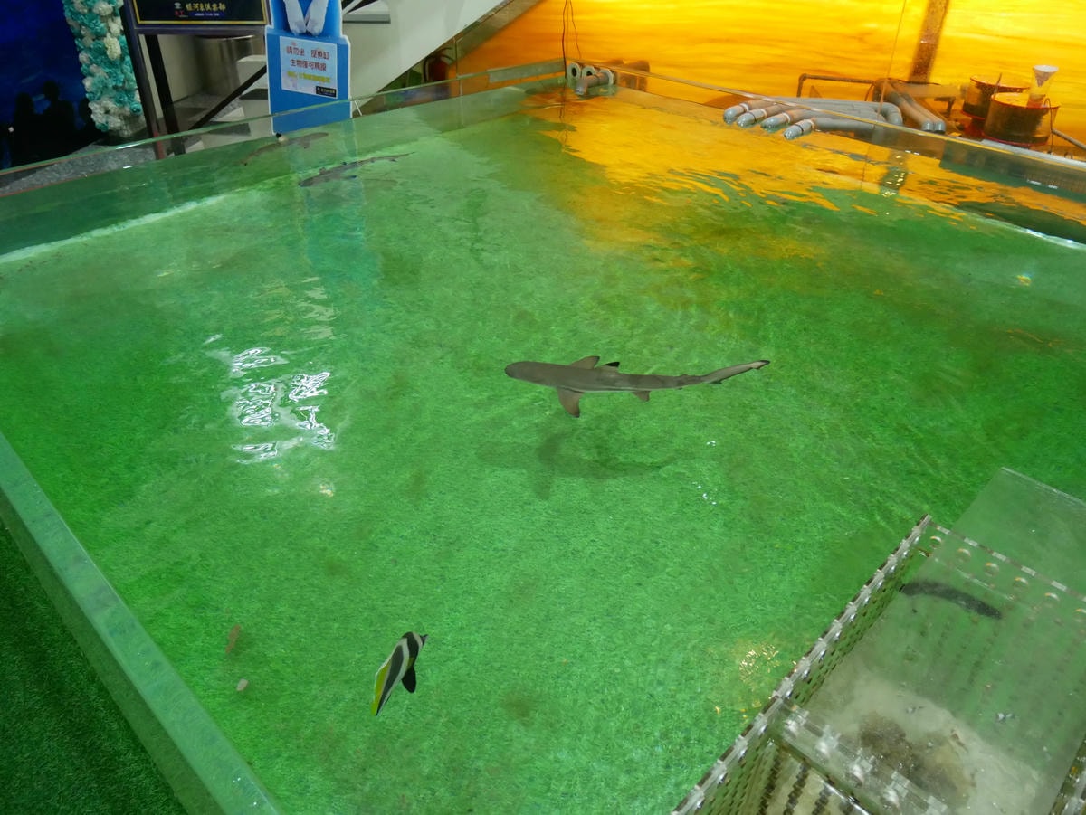 P1500747 - 複製.JPG