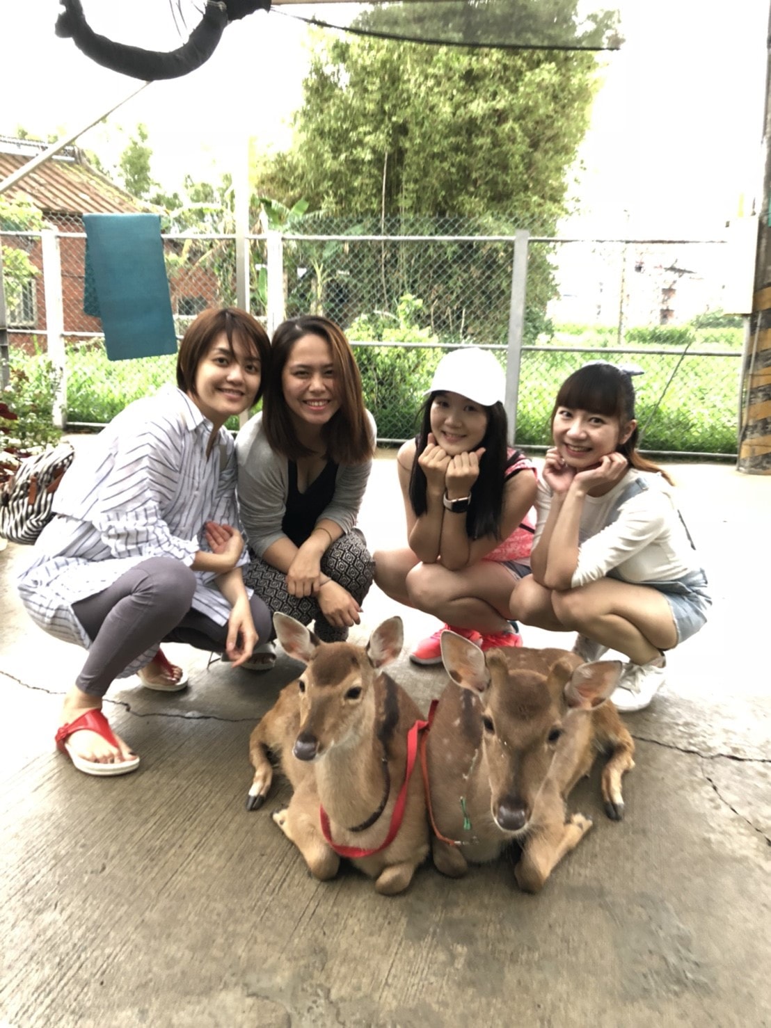 20180414 山腳鹿場&#127868;&#129420;&#127793;_180416_0090.jpg