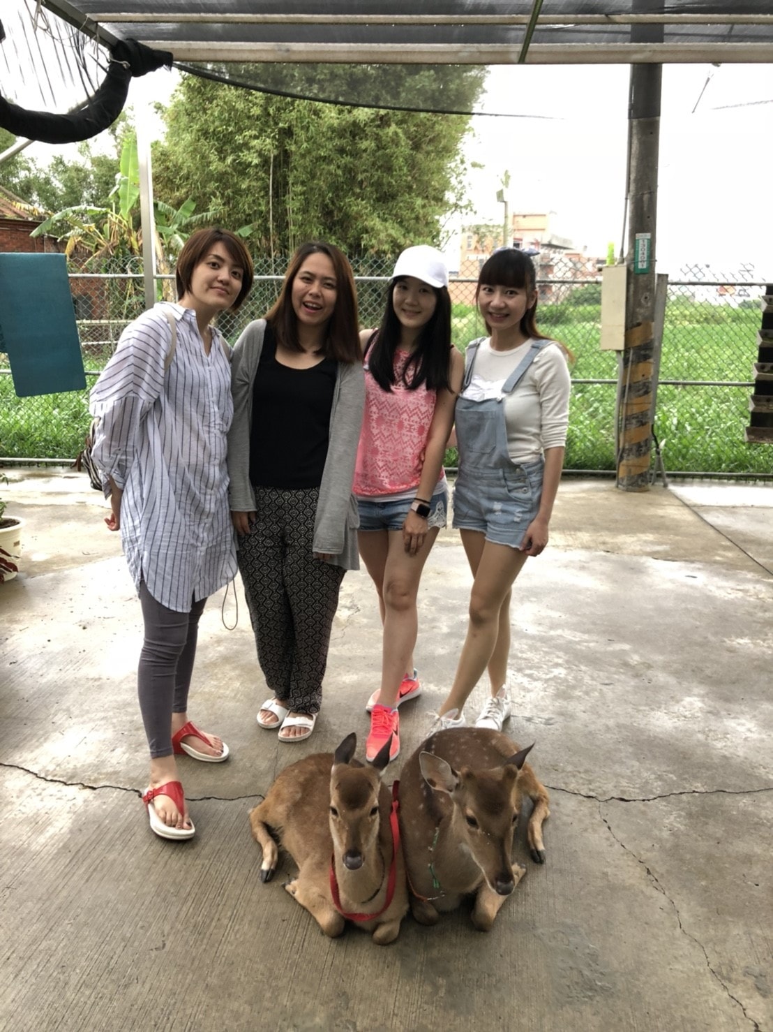 20180414 山腳鹿場&#127868;&#129420;&#127793;_180416_0093.jpg