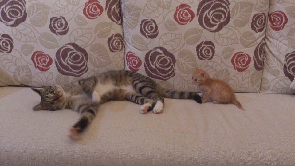 1959452_10152108421347001_7089695832735110217_n